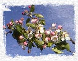 apple blossom