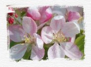 apple blossom