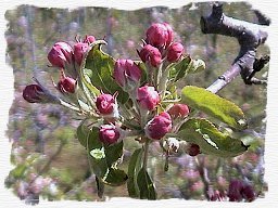 apple flowers