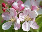Apple Blossom